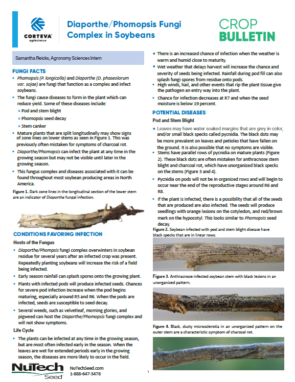 Diaporthe/Phomopsis Fungi Complex in Soybeans